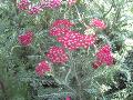 Rose Yarrow / Achillea millifolium 